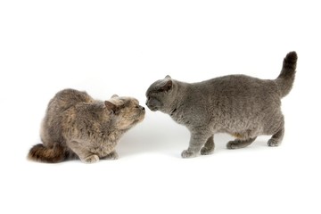 Blue and Blue Cream British Shorthair Domestic Cat, Females smelling each other standing against White Background