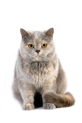 Blue Cream British Shorthair Domestic Cat, Female sitting against White Background