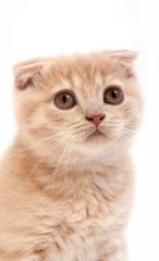 Obraz premium Cream Scottish Fold Domestic Cat, Portrait of 2 Months old Kitten standing against White Background