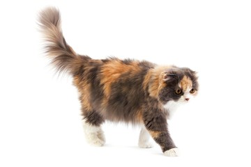 Blue Cream and White Highland Fold Domestic Cat, Female walking against White Background