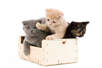 Cream Scottish Fold, Blue Scottish Fold and Black Tortoise-shell British Domestic Cat, 2 months old Kittens playing into Crateful against White Background