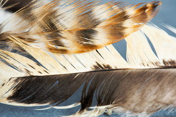 Bird feathers texture macro view. Beautiful pattern and bright colors of bird plumage. Shallow depth of field. Selective focus