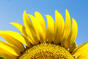 Helianthus annuus - sunflower - Seeds of ripen sunflowers - gundondu – gunebakan