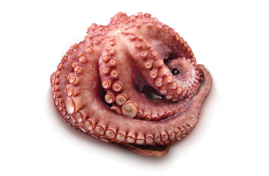 Pulpo fresco