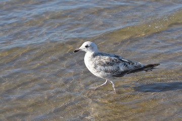 Eine weiße Möwe mit grau braune Flecken steht mit den Füssen in das flache Meeres Wasser von der...