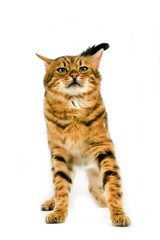 Fototapeta na wymiar Brown Spotted Tabby Bengal Domestic Cat, Adult with a Funny Face against White Background