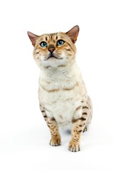 Seal Mink Tabby Bengal Domestic Cat, Male with Blue Eyes sitting against White Background