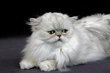 Silver Chinchilla Persian Domestic Cat with Green Eyes, Adult Laying on Black Background