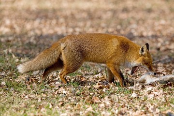 Red Fox, vulpes vulpes, Male hunting Wild Rabbit, Normandy