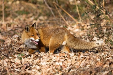 Red Fox, vulpes vulpes, Male standing on Dry Leaves, Normandy