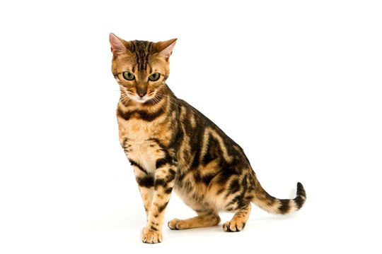 399 BEST Bengal Cat Marble IMAGES, STOCK PHOTOS u0026 VECTORS  Adobe 