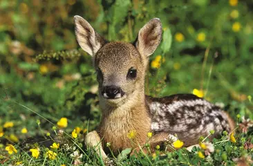  Roe Deer, capreolus capreolus, Fawn laying in Flowers, Normandy © slowmotiongli
