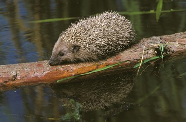 European Hedgehog, erinaceus europaeus, Adult crossing Water, Normandy © slowmotiongli