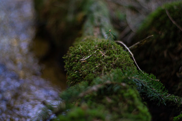 Ast über dem Fluss