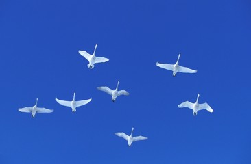 Whooper Swan, cygnus cygnus, Adults in Flight against Blue Sky, Hokkaido Island in Japan