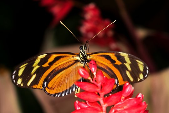 Eueides Butterfly, eueides isabella, Adult Gathering Nectar on Flower