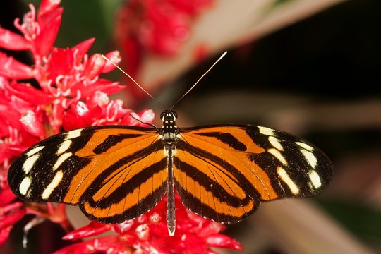 Eueides Butterfly, eueides isabella, Adult Gathering Nectar on Flower