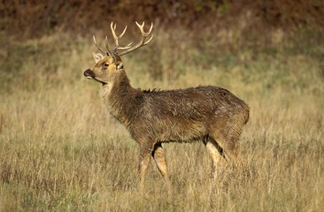 Barasingha Deer or Swamp Deer, cervus duvauceli, Male