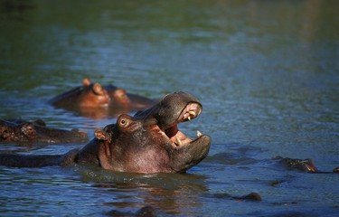 Hippopotamus, hippopotamus amphibius, Adult yawning in Mara River, Masai Mara Park in Kenya