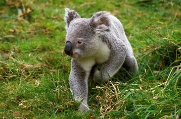 Fototapeta premium Koala, phascolarctos cinereus, Adult standing on Grass, Australia