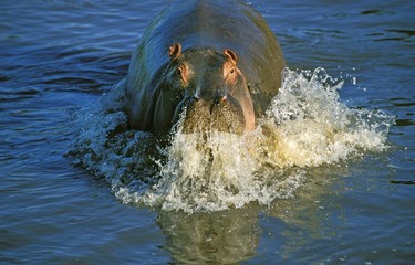 Hippopotamus, hippopotamus amphibius, Adult emerging from Mara River, Masai Mara Park in Kenya