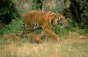 Sumatran Tiger, panthera tigris sumatrae, Mother with Cub