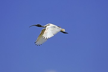 Sacred Ibis, threskiornis aethiopica, Adult in Flight against Blue Sky, Kenya