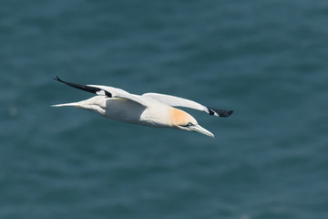 Flying gannet over the sea