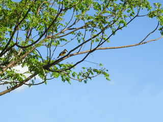 A small great kiskadee (Pitangus sulphuratus) perched on a high branch of a large tree, on a sunny day. Blue sky.