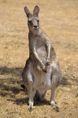 EASTERN GREY KANGAROO macropus giganteus
