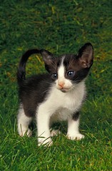 Fototapeta na wymiar Oriental Domestic Cat, Kitten standing on Grass
