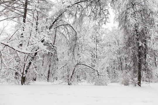 Snowfall in the forest, cold winter weather scene, snow covered trees landscape.