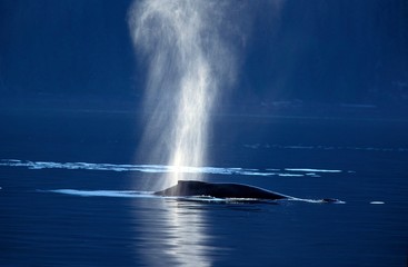 Humpack Whale, megaptera novaeangliae, Adult spouting at Surface of Sea, Alaska
