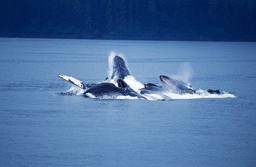 Fototapeta premium Humpack Whale, megaptera novaeangliae, Group Bubble Net Feeding, Open Mouth to Catch Krill, Alaska