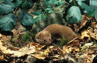 Weasel, mustela nivalis, Adult standing in Dry Leaves, Normandy