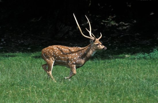 Axis Deer, axis axis, Male standing on Grass