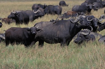 African Buffalo, syncerus caffer, Herd in Masai Mara Park, Kenya