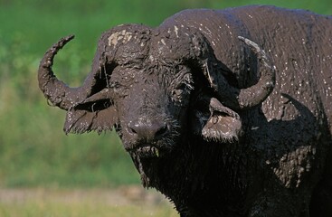Obraz premium African Buffalo, syncerus caffer, Adult having Mud Bath, Serengeti Park in Tanzania