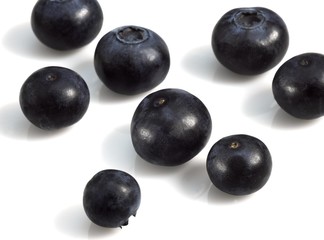 Blueberry or Bilberry, vaccinium myrtillus, Fruits against White Background