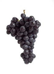 Black Muscat Grape, vitis vinifera, Fruit against White Background