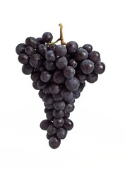 Fototapeta premium Black Muscat Grape, vitis vinifera, Fruit against White Background