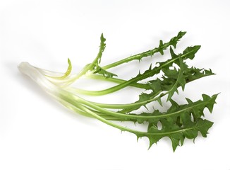 Dandelion, taraxacum officinale, Salad against White Background