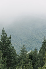 View of a beautiful foggy pine trees in the mountains