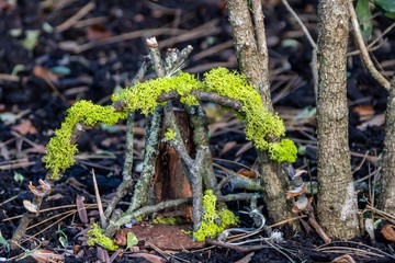 fairy house hidden away in the woodland