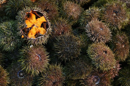 Sea Urchin, echinus esculentus, at Fishmonger's shop