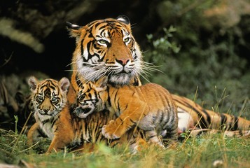 Fototapeta na wymiar Sumatran Tiger, panthera tigris sumatrae, Mother with Cub