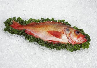 Grouper, Fresh fish with Parsley on Ice