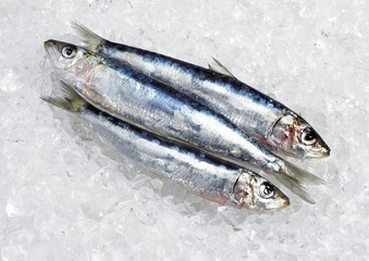 Sardine, sardina pilchardus, Fresh Fishes on Ice