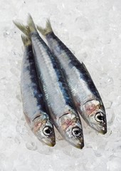 Sardine, sardina pilchardus, Fresh Fishes on Ice