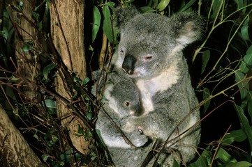 Koala, phascolarctos cinereus, Female with Young, Australia